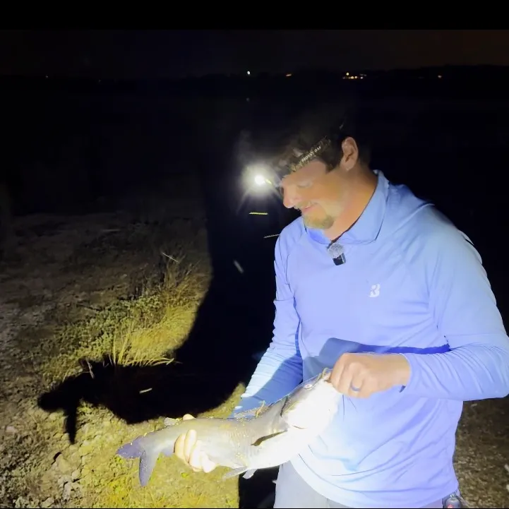 Blue catfish caught on Fishbrain