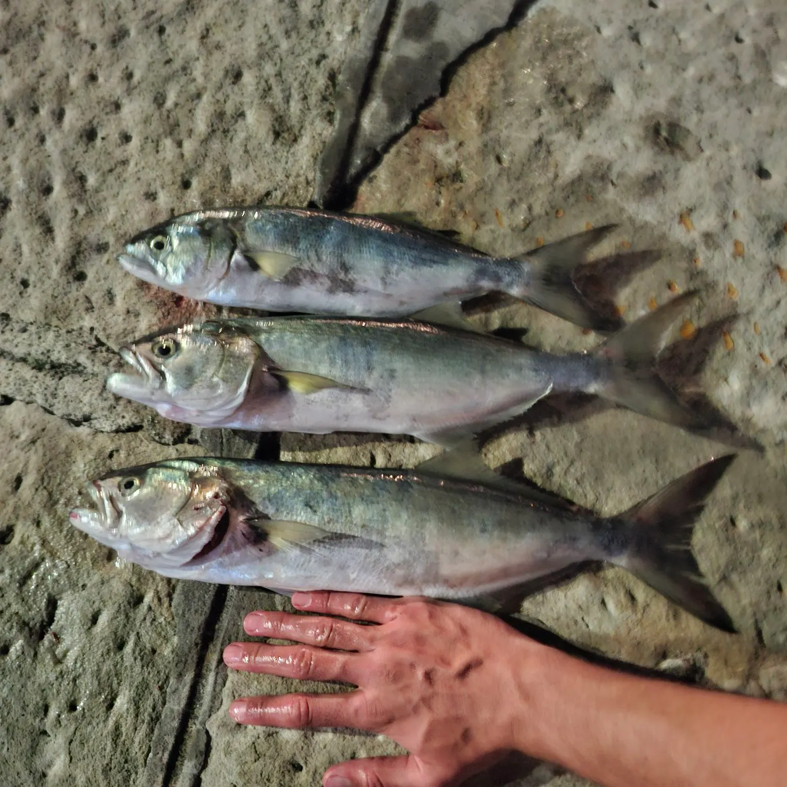 Bluefish caught on Fishbrain