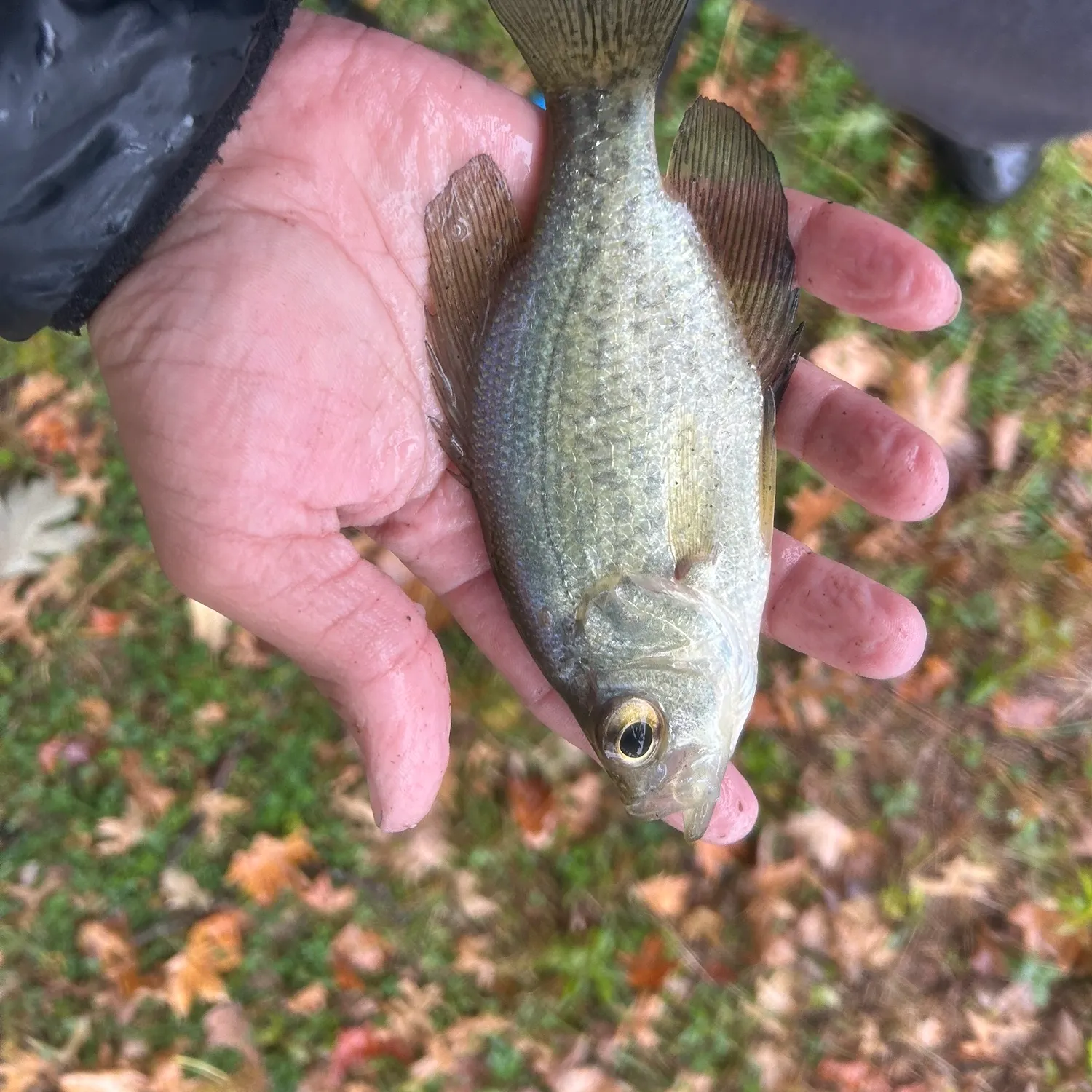 White crappie caught on Fishbrain