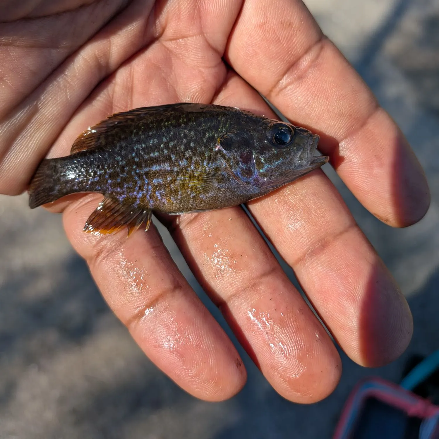 The most recent Warmouth x green sunfish catches on Fishbrain
