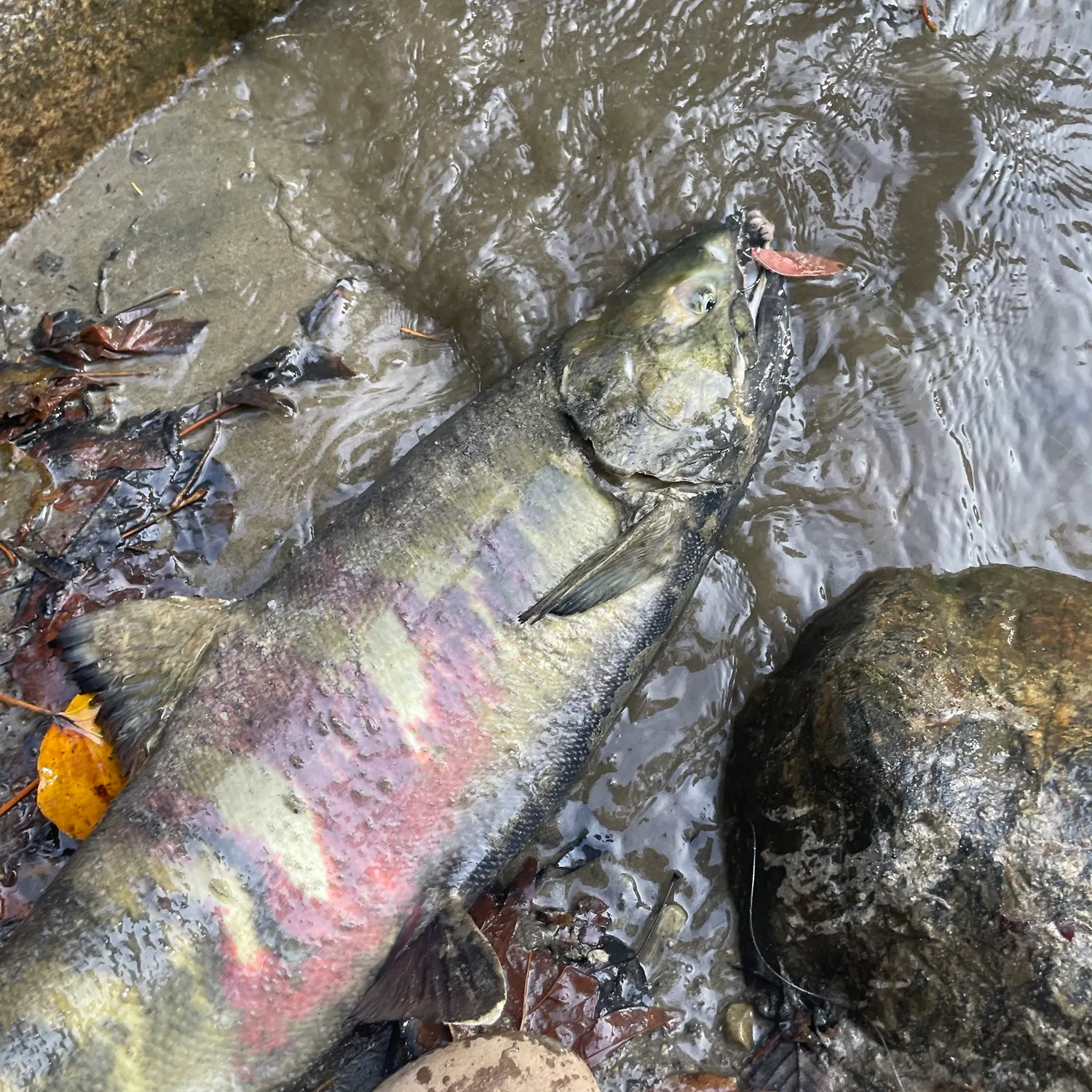 Chum salmon caught on Fishbrain