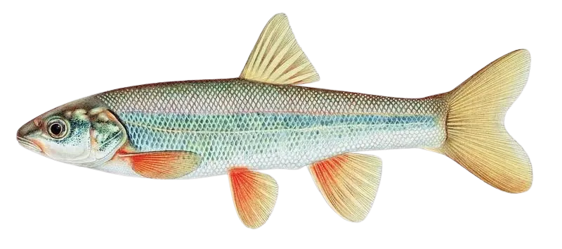 Rio Grande chub