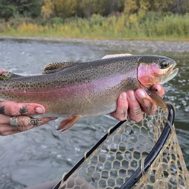 The most recent Cutbow catches on Fishbrain