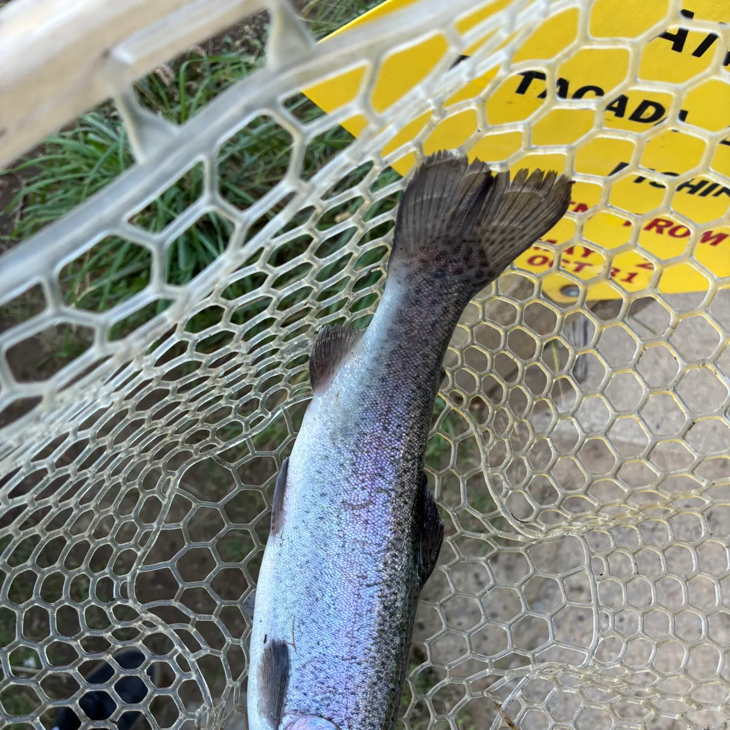 Fish caught on Fishbrain