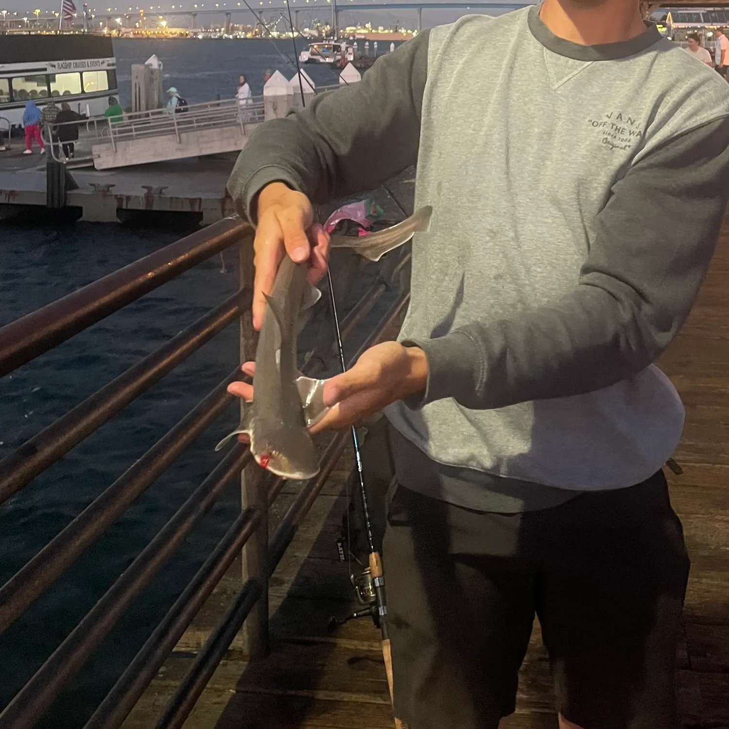The most recent Brown smooth-hound catches on Fishbrain