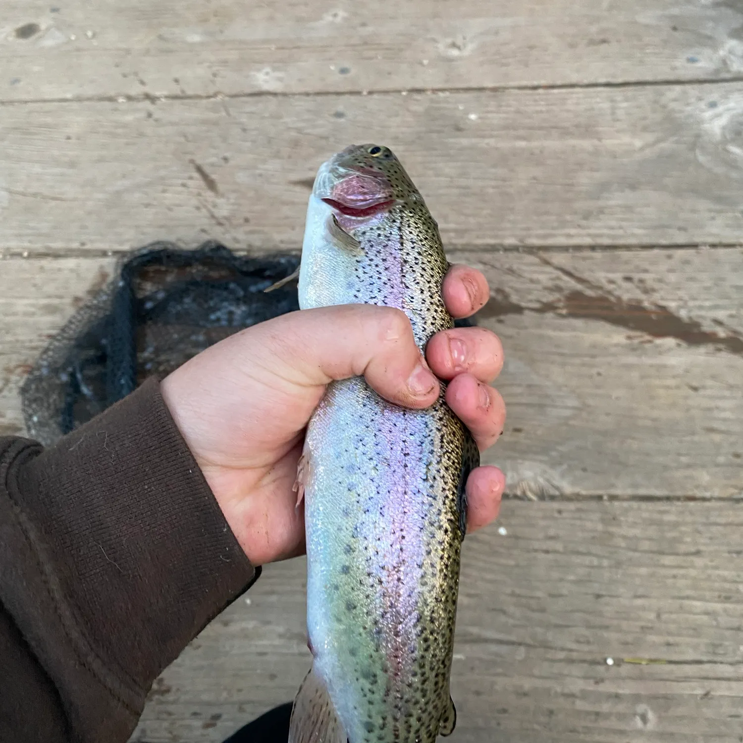 Rainbow trout caught on Fishbrain