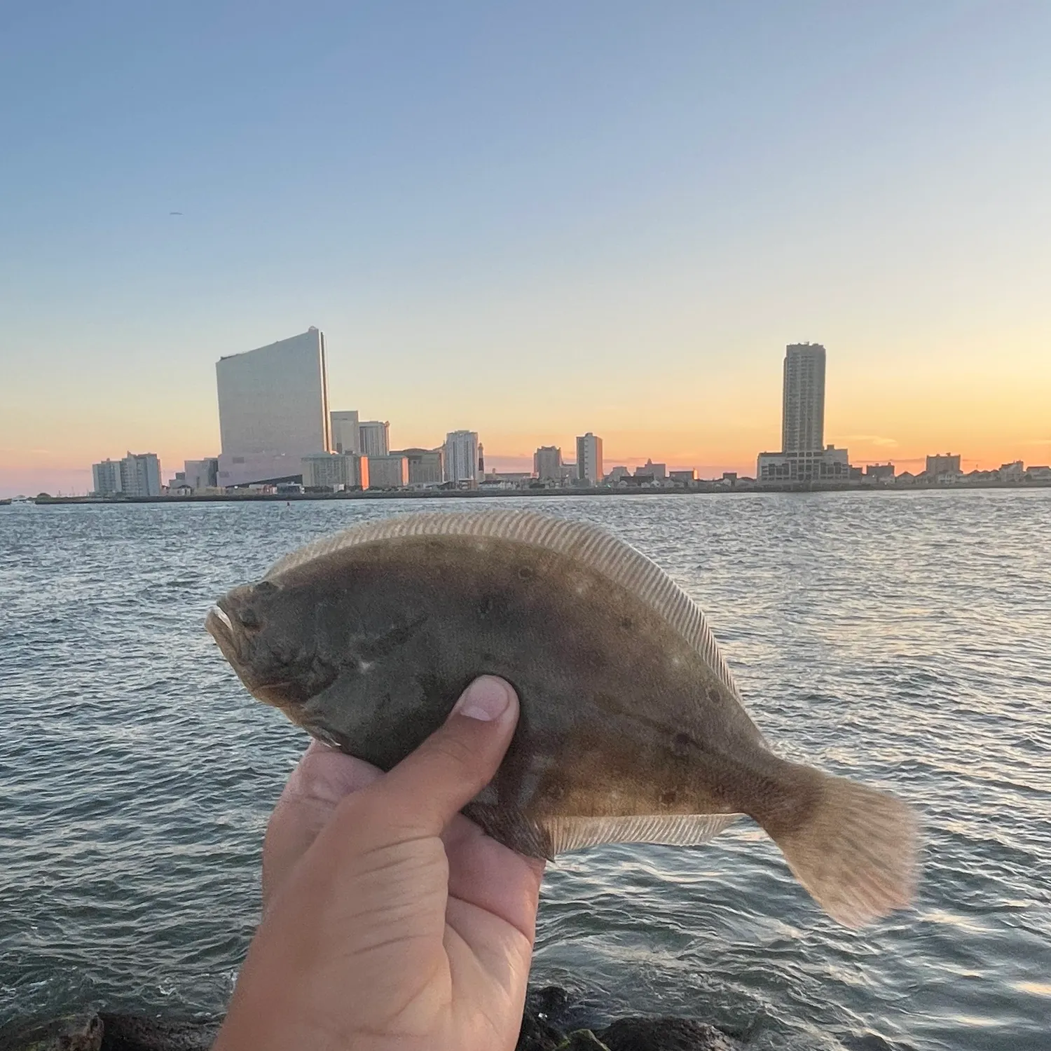 Summer flounder caught on Fishbrain