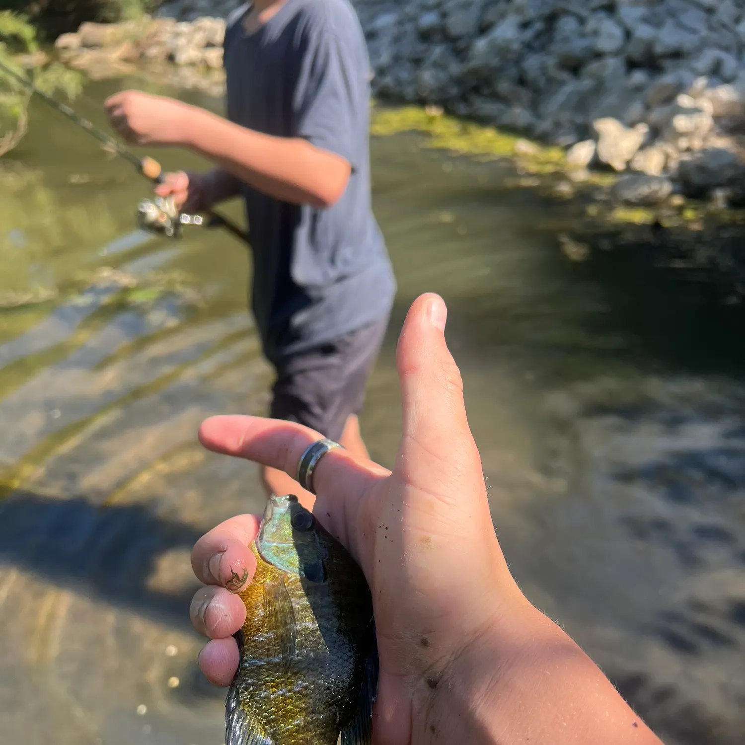 Bluegill caught on Fishbrain