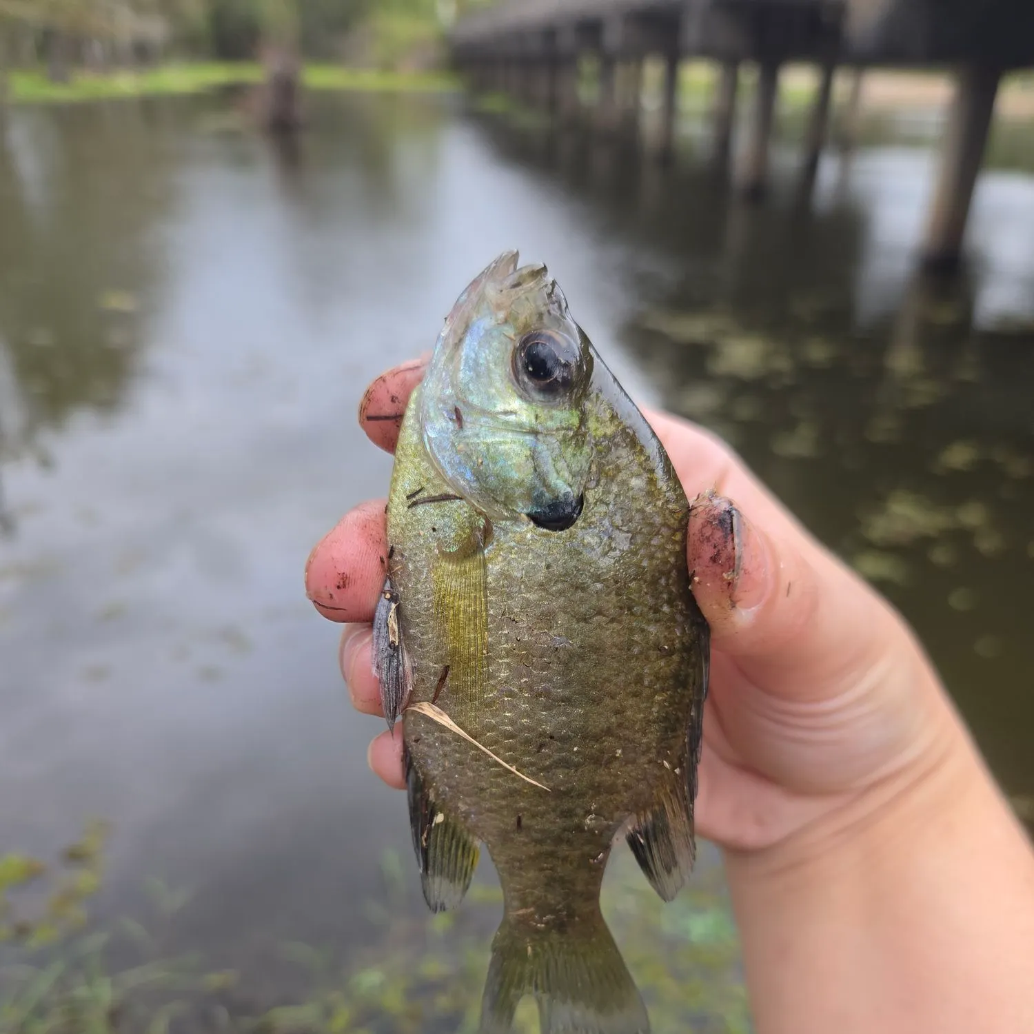Bluegill caught on Fishbrain