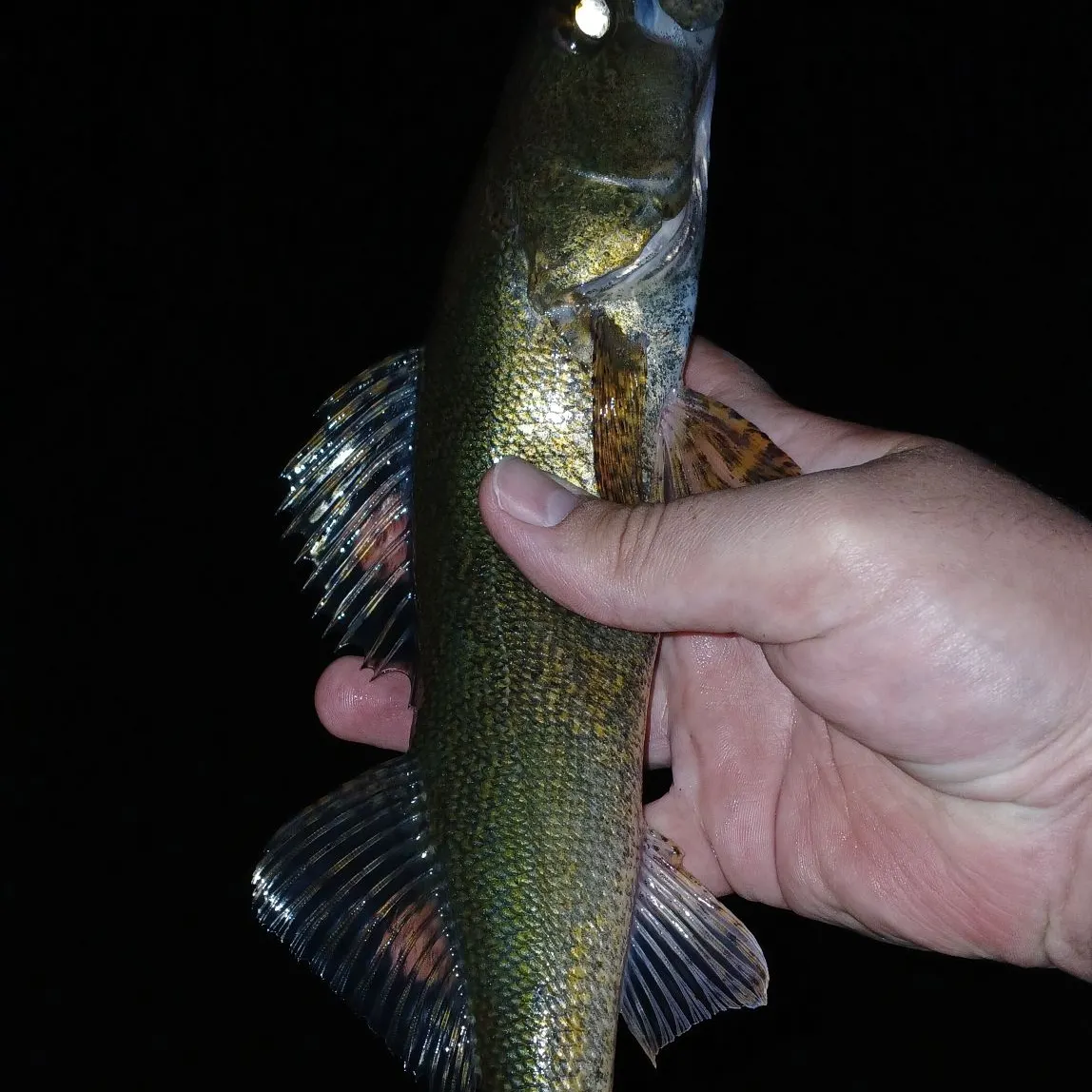 The most recent Sauger catches on Fishbrain