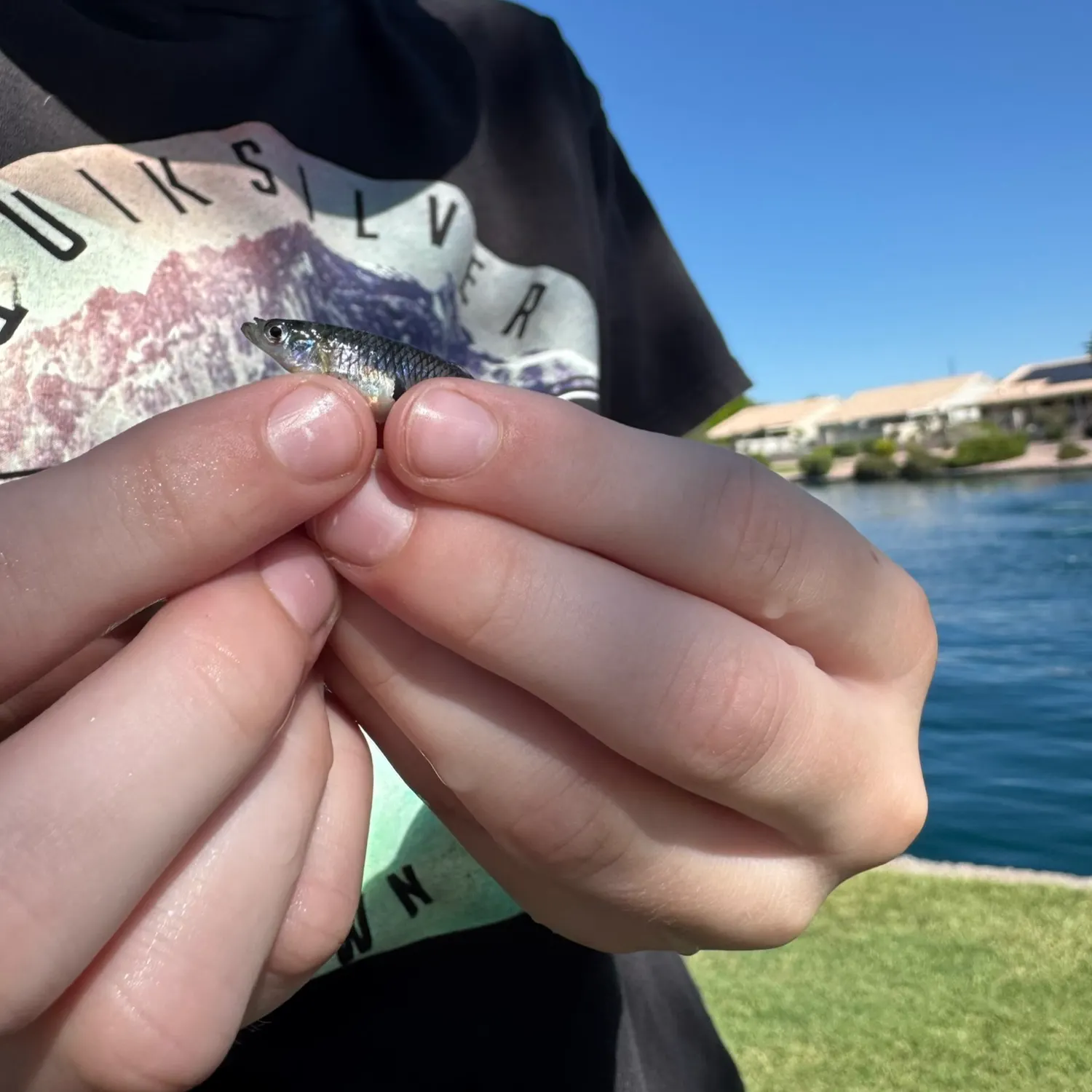 The most recent Western mosquitofish catches on Fishbrain
