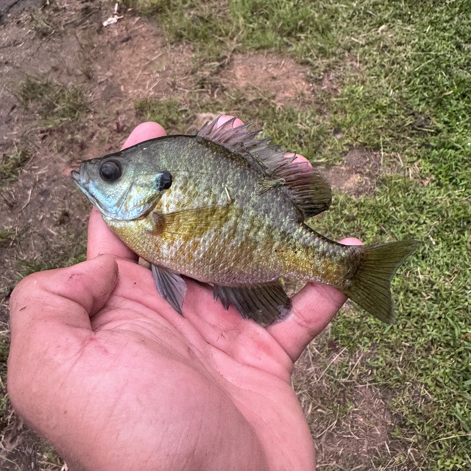 Bluegill caught on Fishbrain