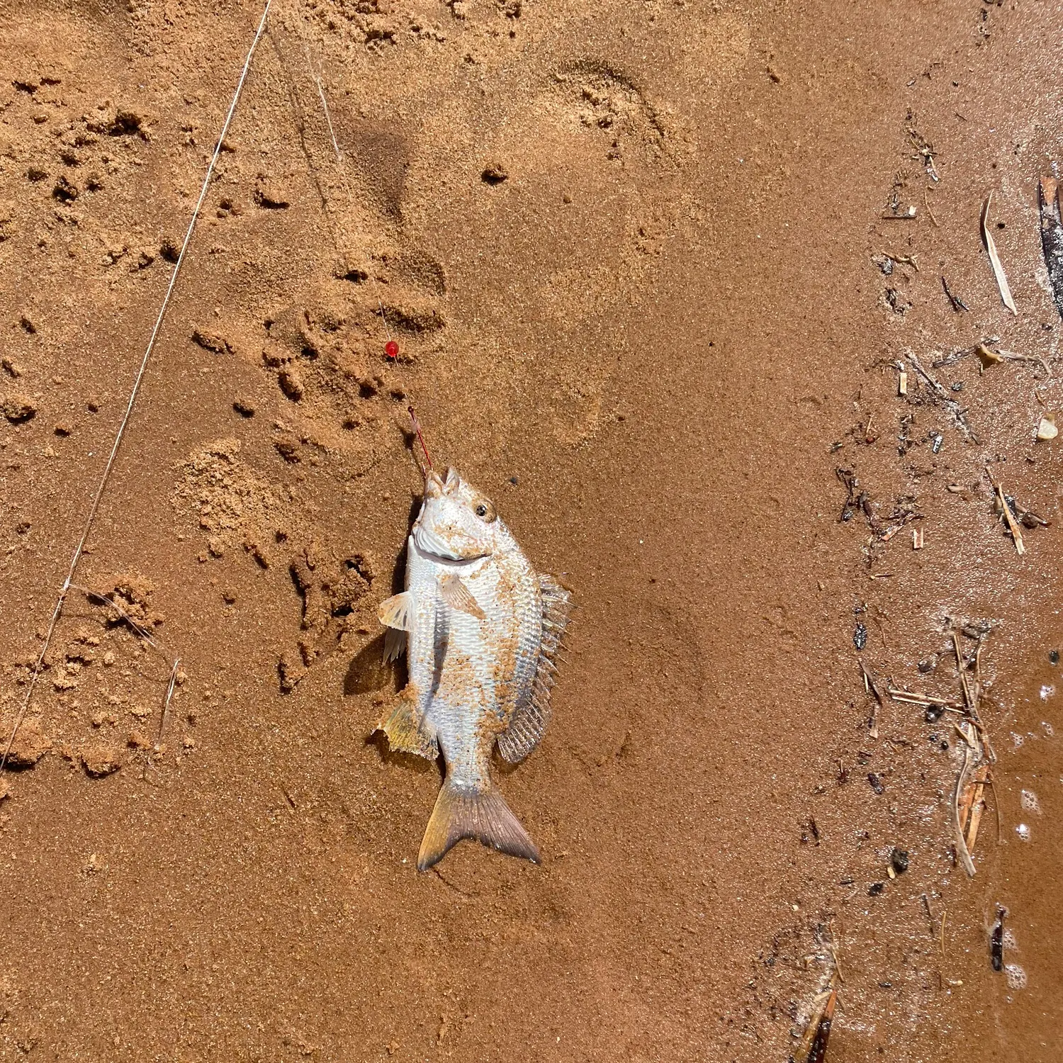 The most recent Goldlined seabream catches on Fishbrain