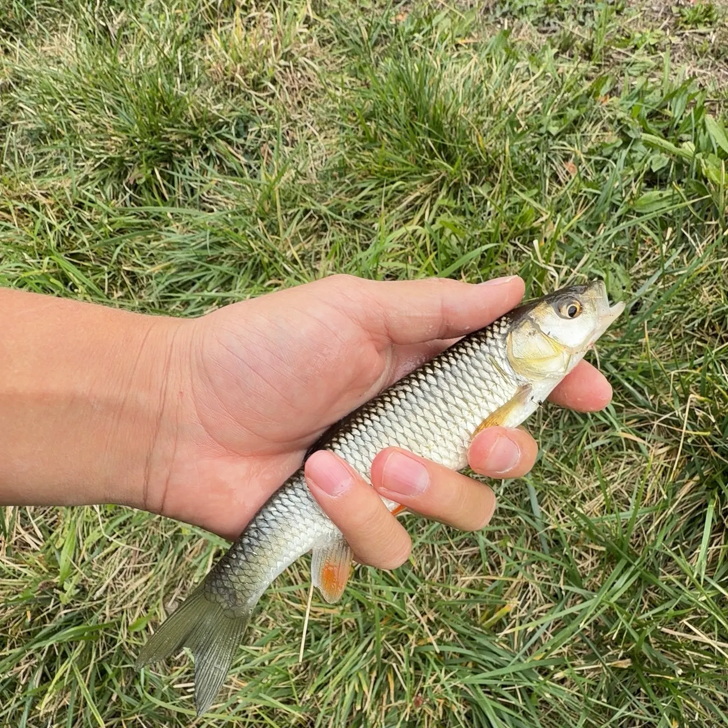 Fish caught on Fishbrain
