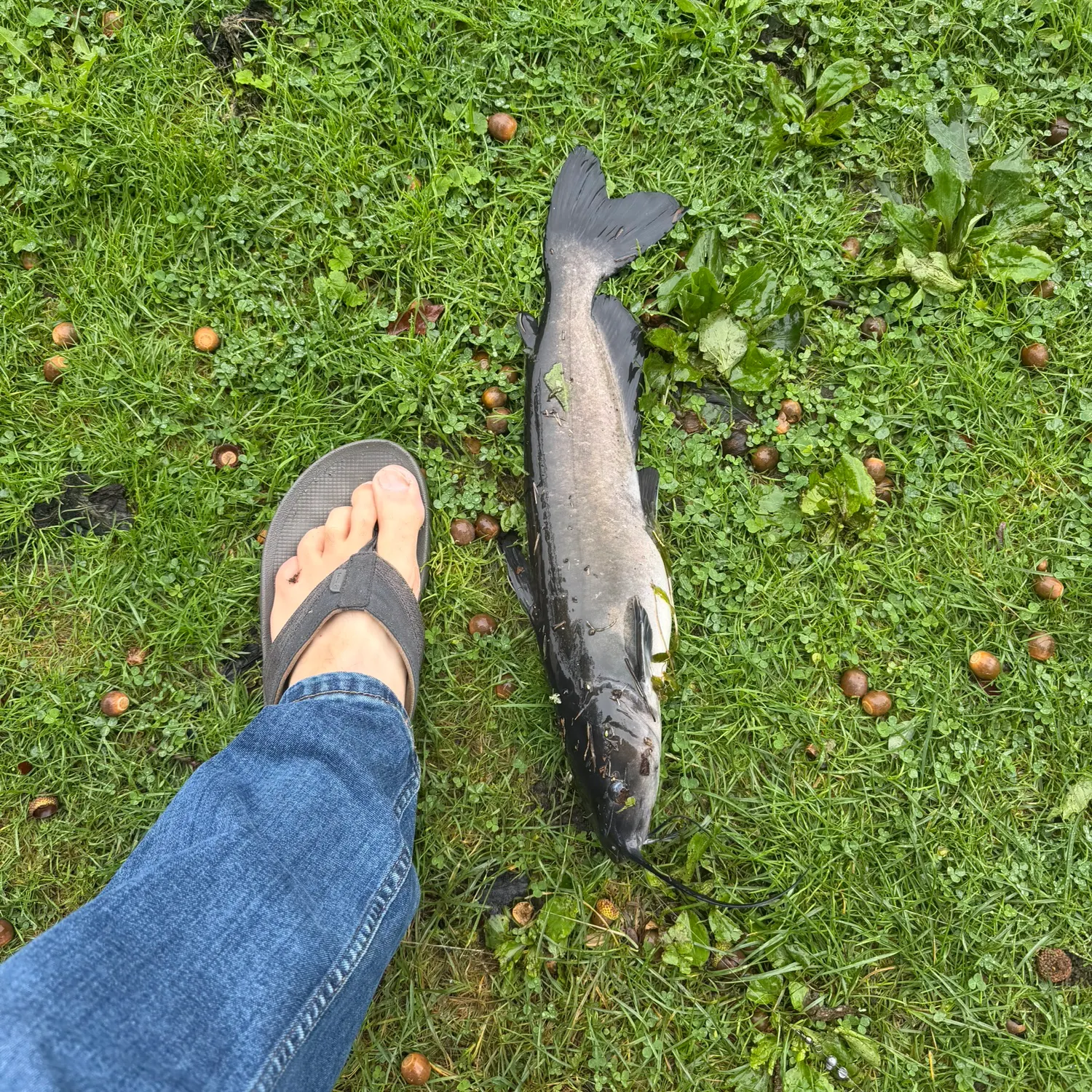 Channel catfish caught on Fishbrain