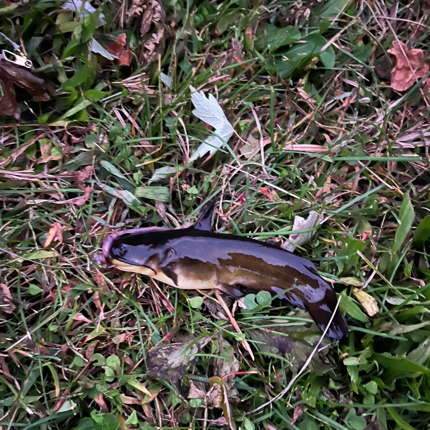 Fish caught on Fishbrain