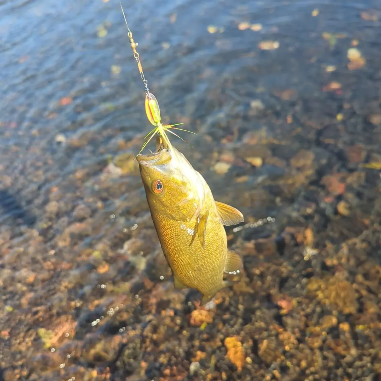 Smallmouth bass caught on Fishbrain