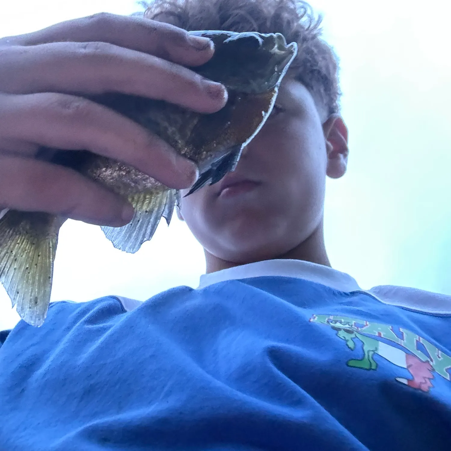 Bluegill caught on Fishbrain