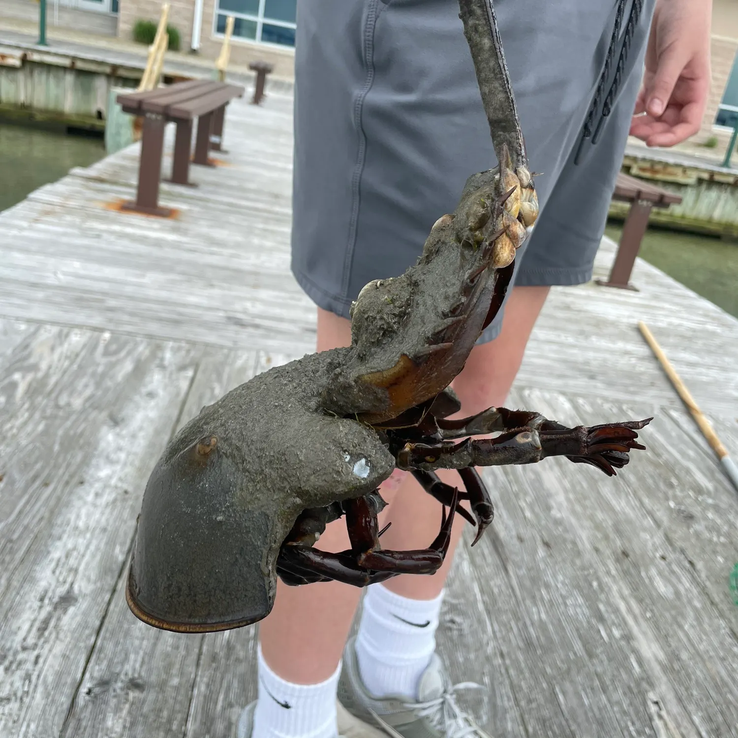 The most recent Atlantic horseshoe crab catches on Fishbrain