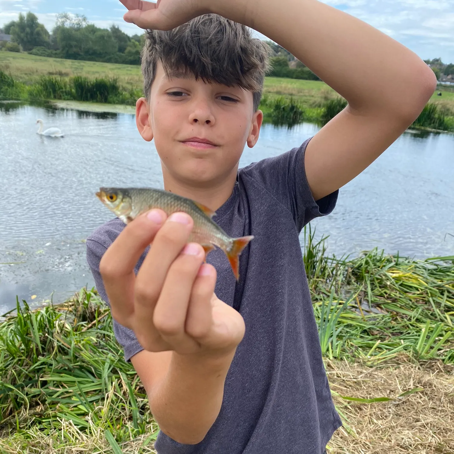 Common rudd caught on Fishbrain