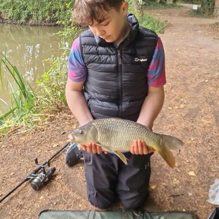 Common carp caught on Fishbrain