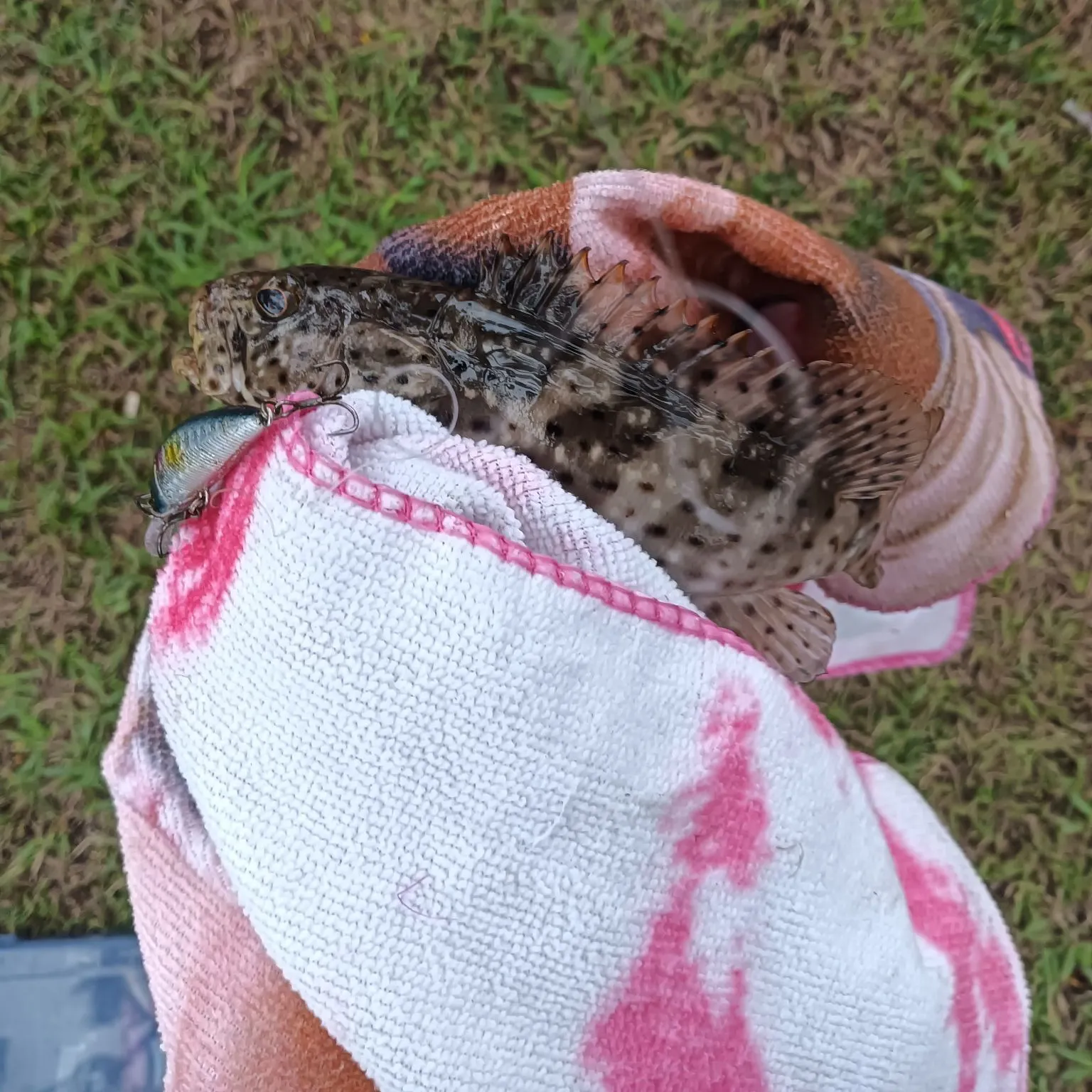 The most recent Malabar grouper catches on Fishbrain