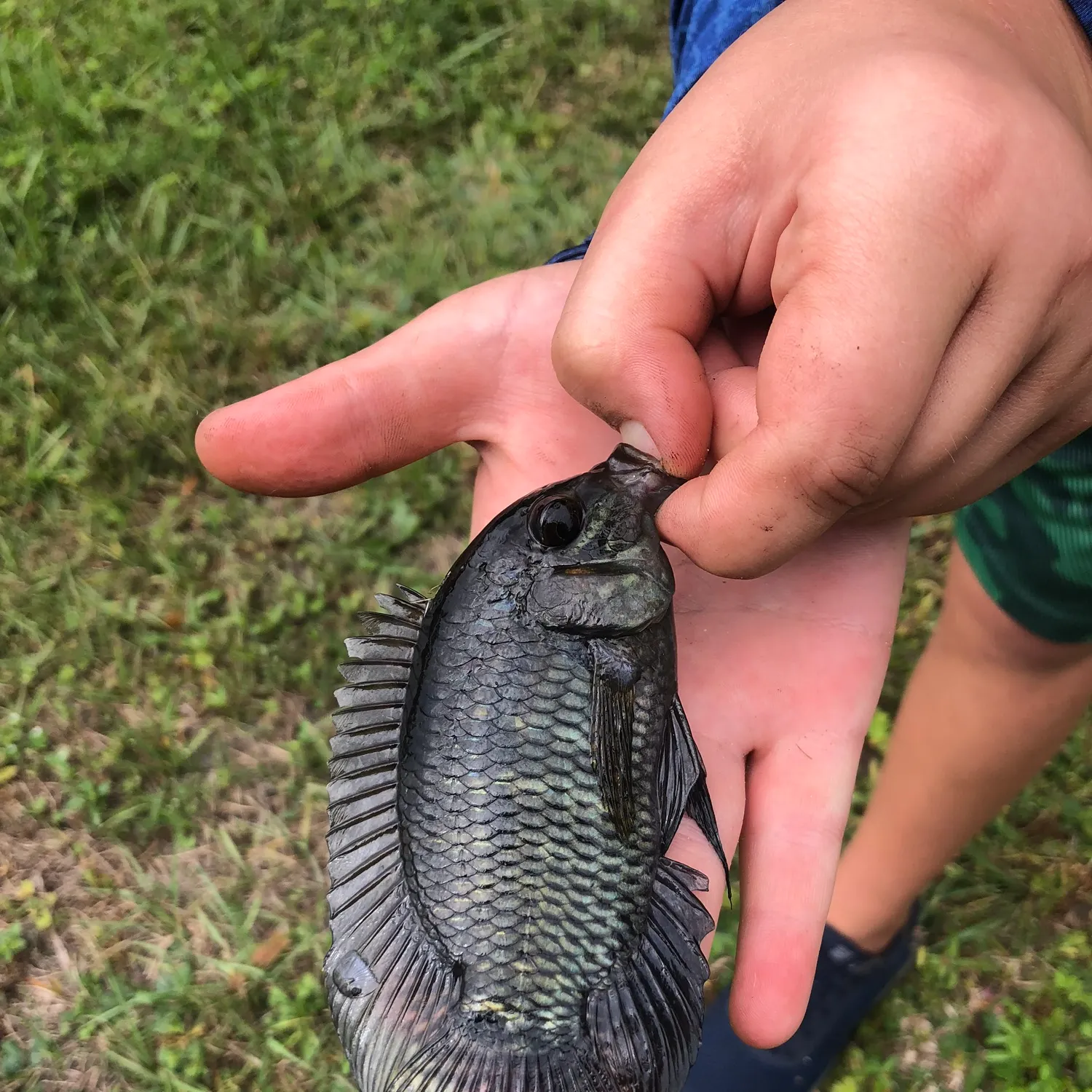 The most recent Black acara catches on Fishbrain