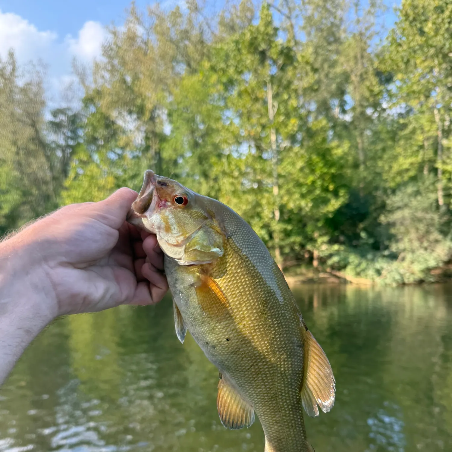 Smallmouth bass caught on Fishbrain
