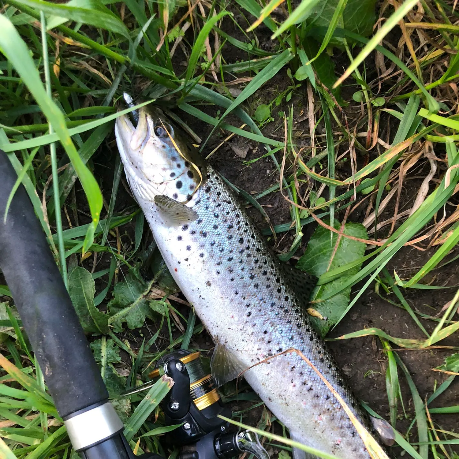 Brown trout caught on Fishbrain