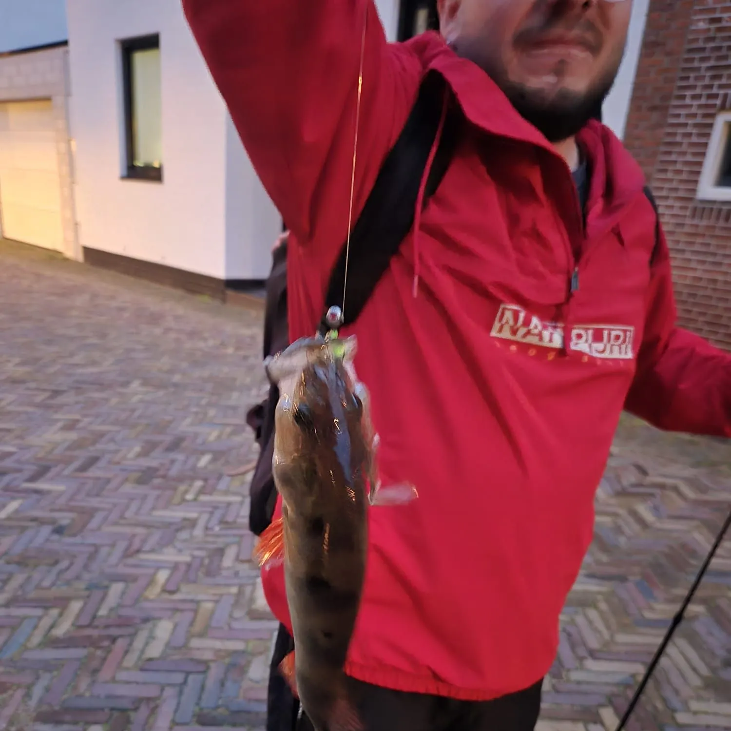 European perch caught on Fishbrain