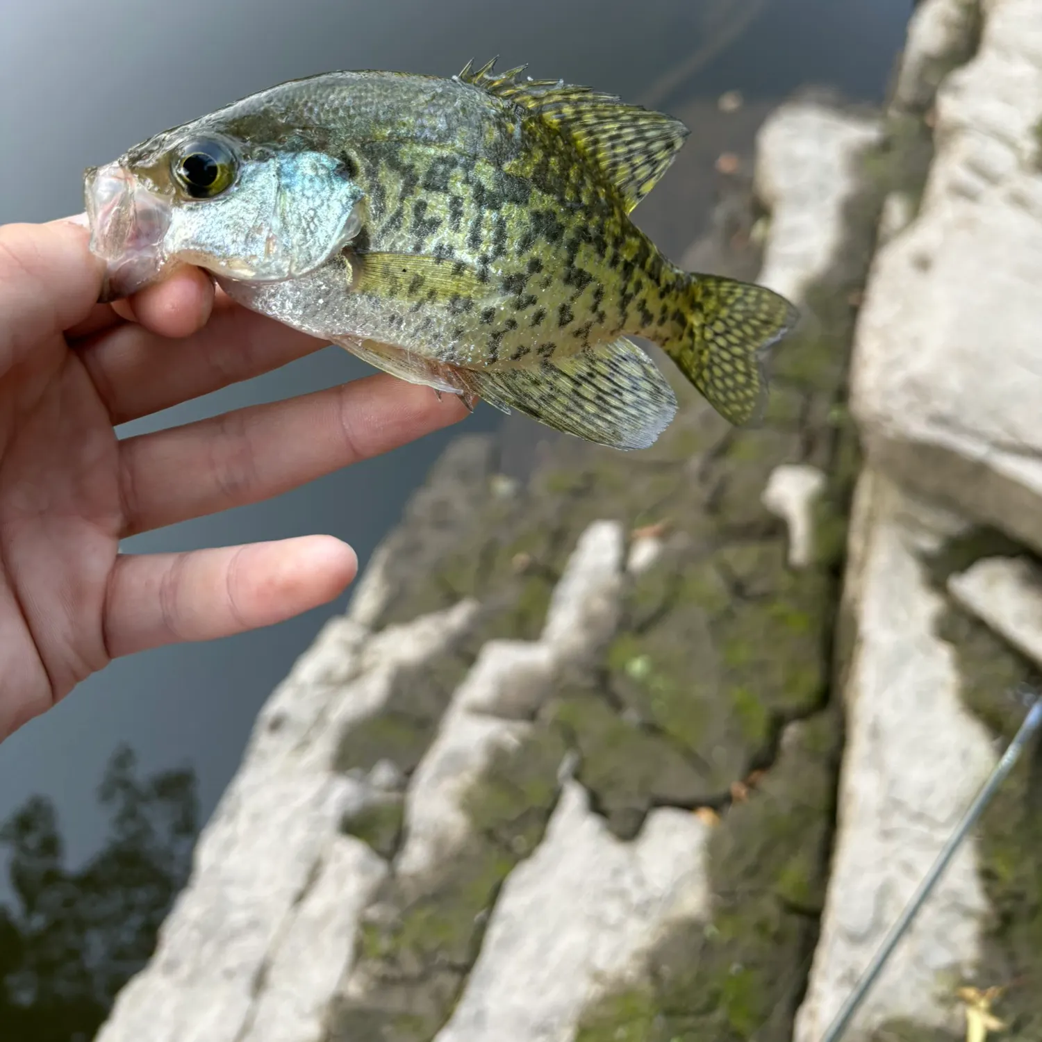 Black crappie caught on Fishbrain