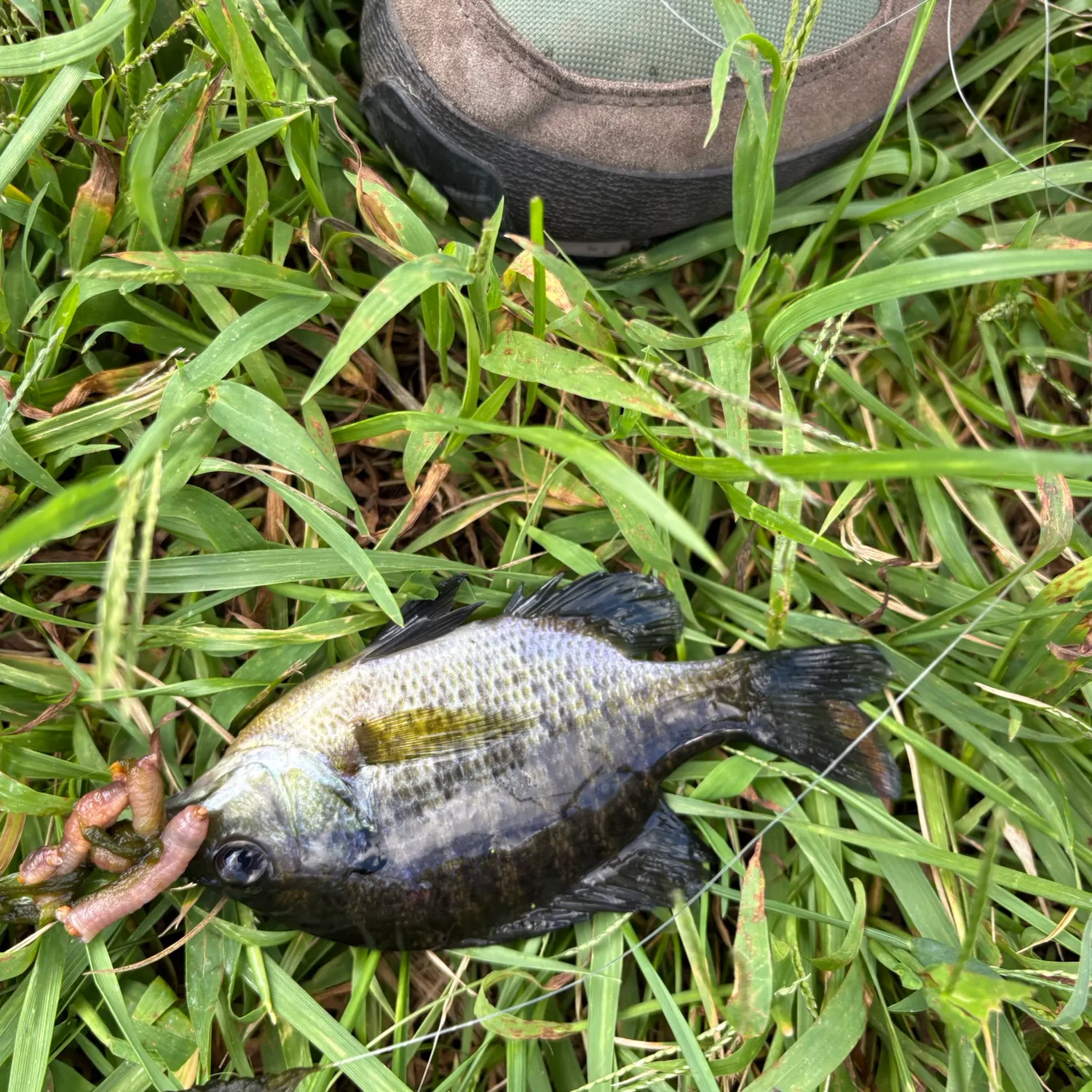 Bluegill caught on Fishbrain