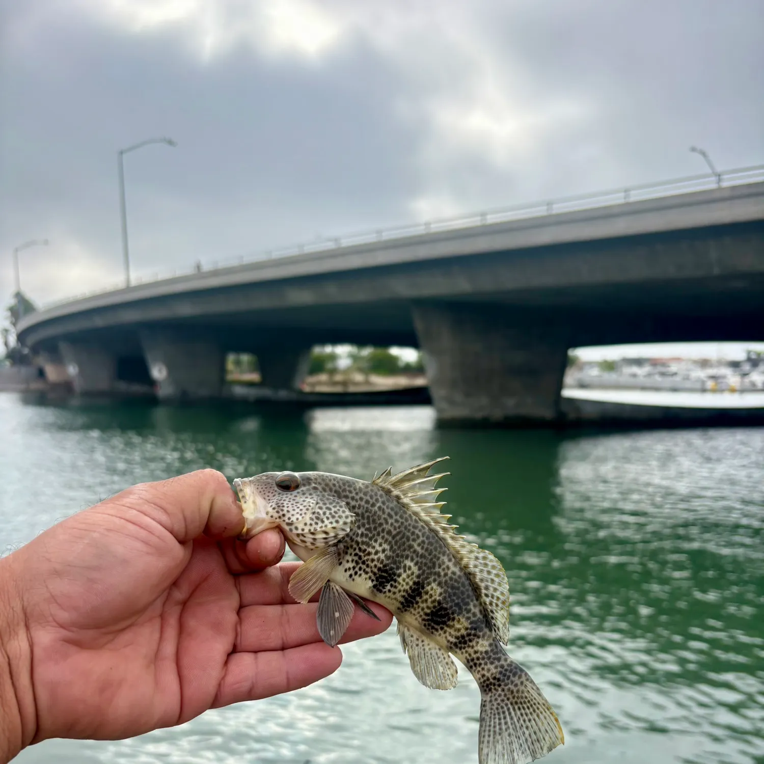 Spotted sand bass caught on Fishbrain