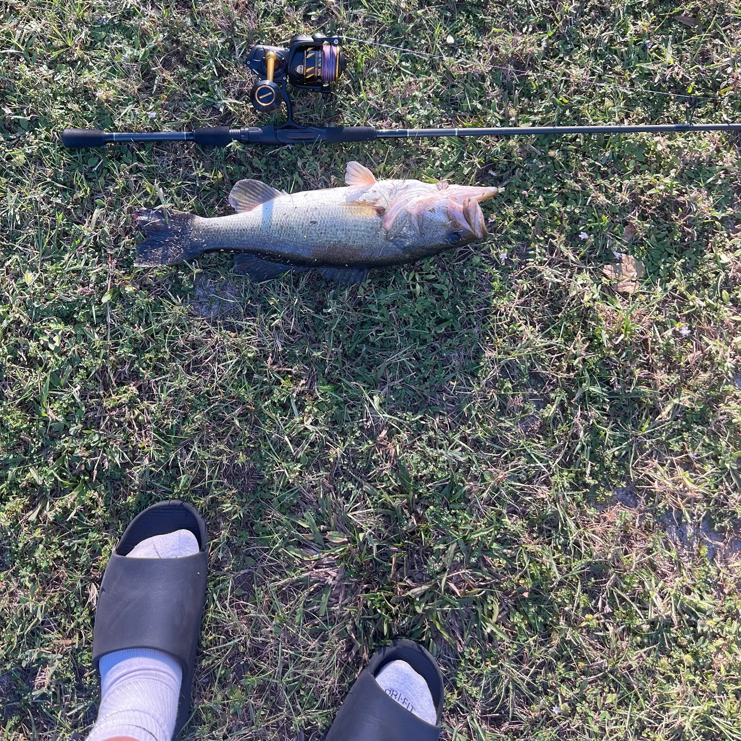 The most recent Largemouth bass catches on Fishbrain