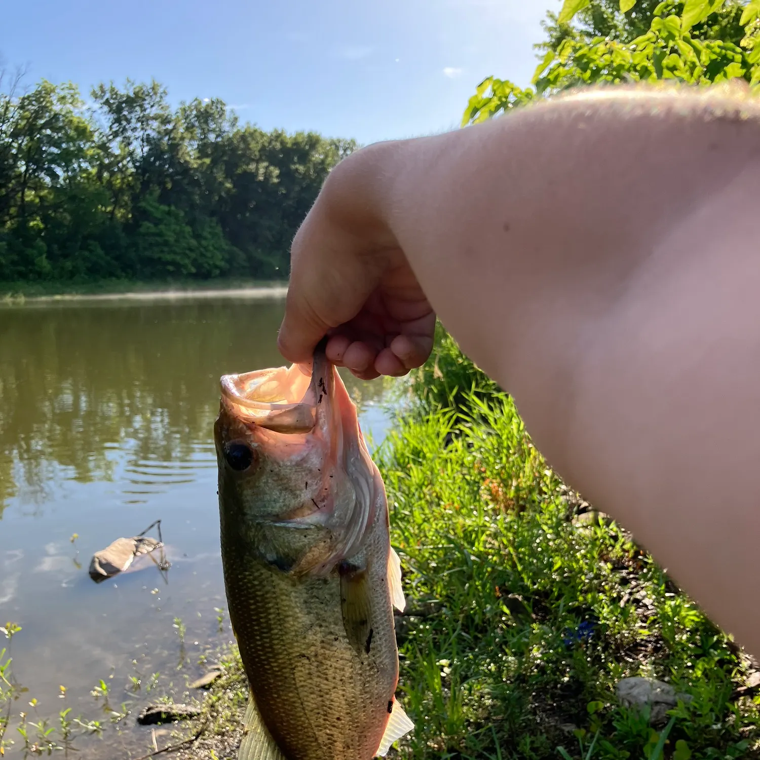 Largemouth bass caught on Fishbrain