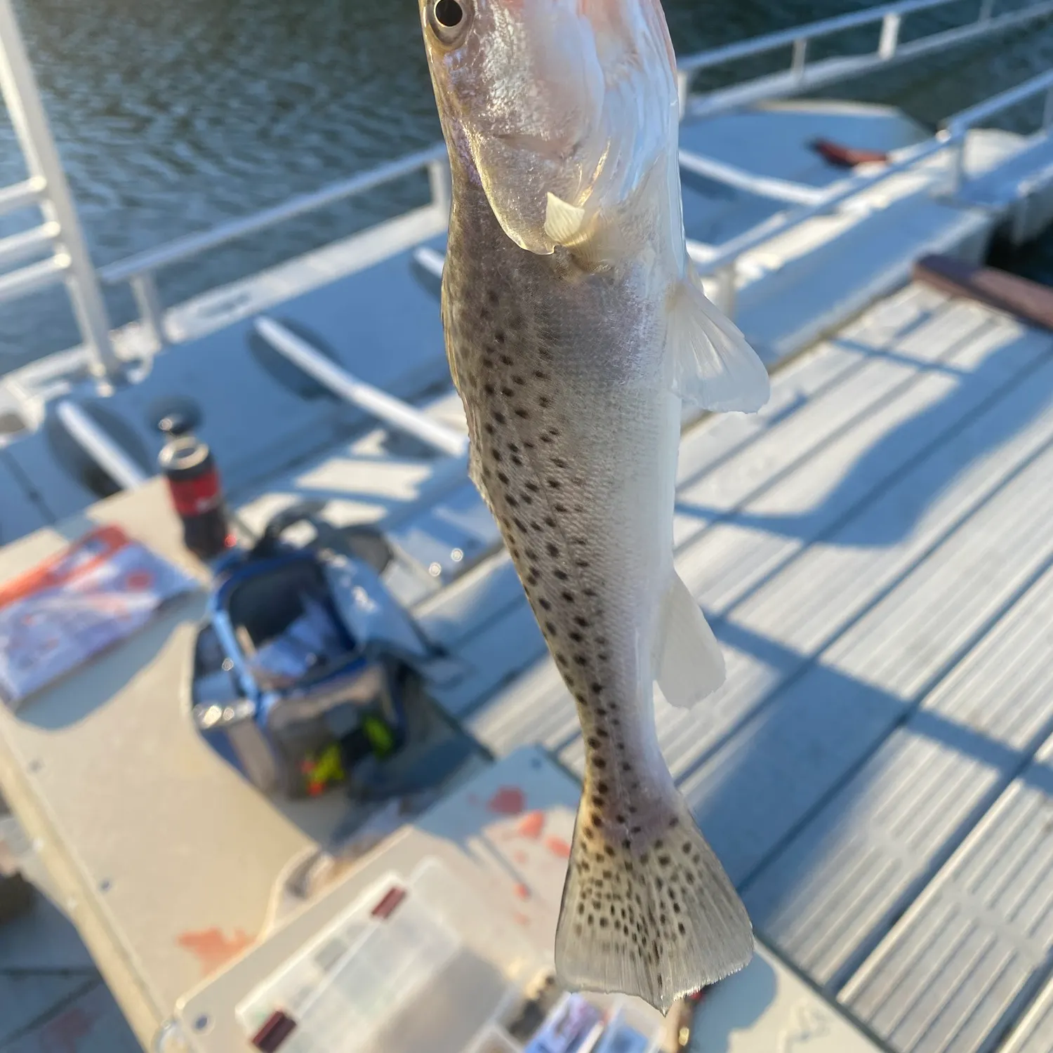 Spotted seatrout caught on Fishbrain