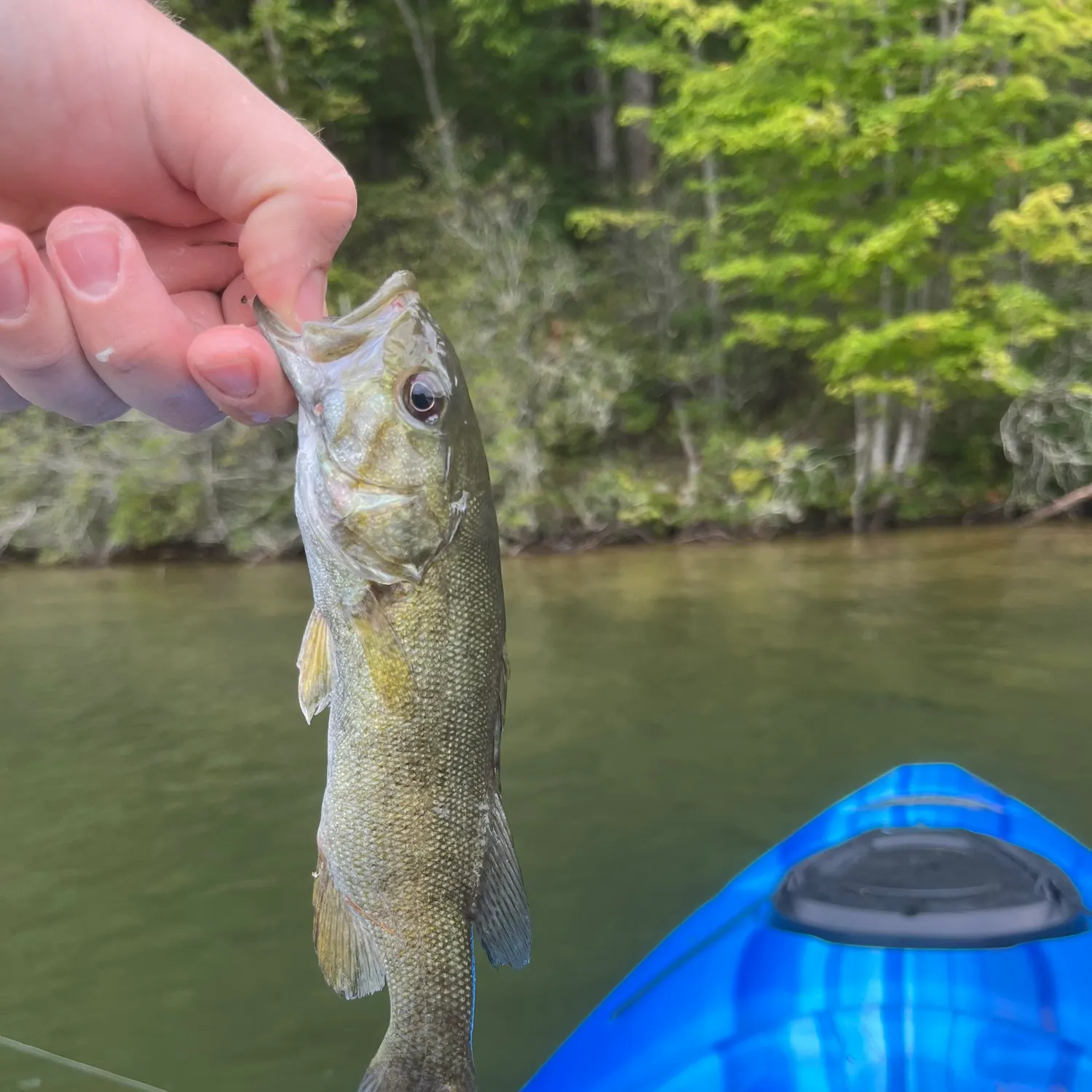 Smallmouth bass caught on Fishbrain