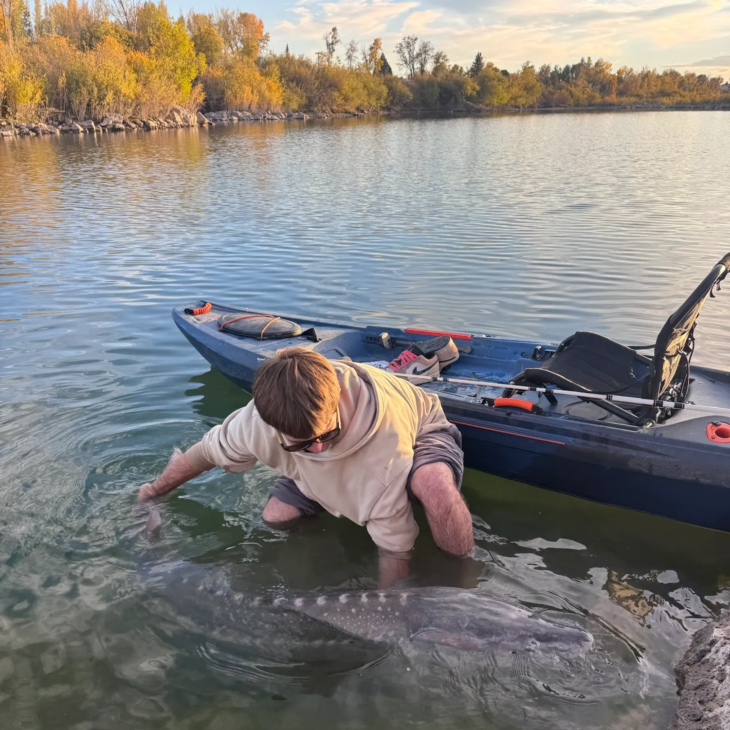 White sturgeon caught on Fishbrain