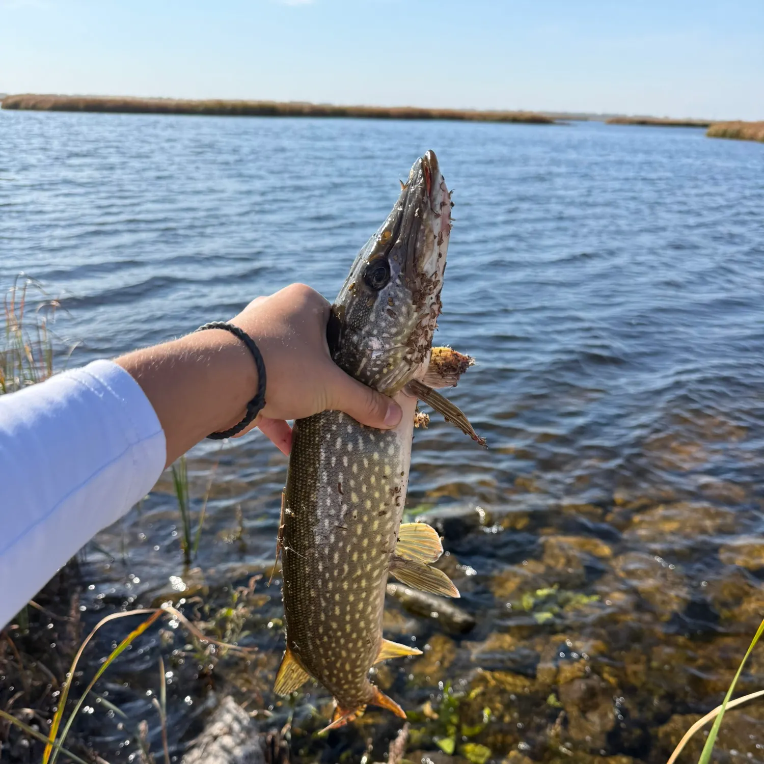 Northern pike caught on Fishbrain