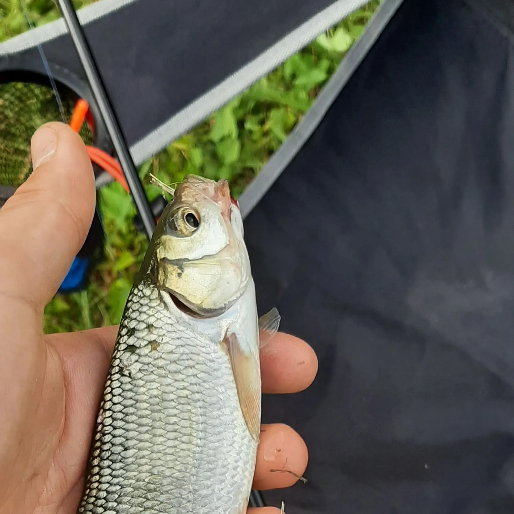 Common bream caught on Fishbrain