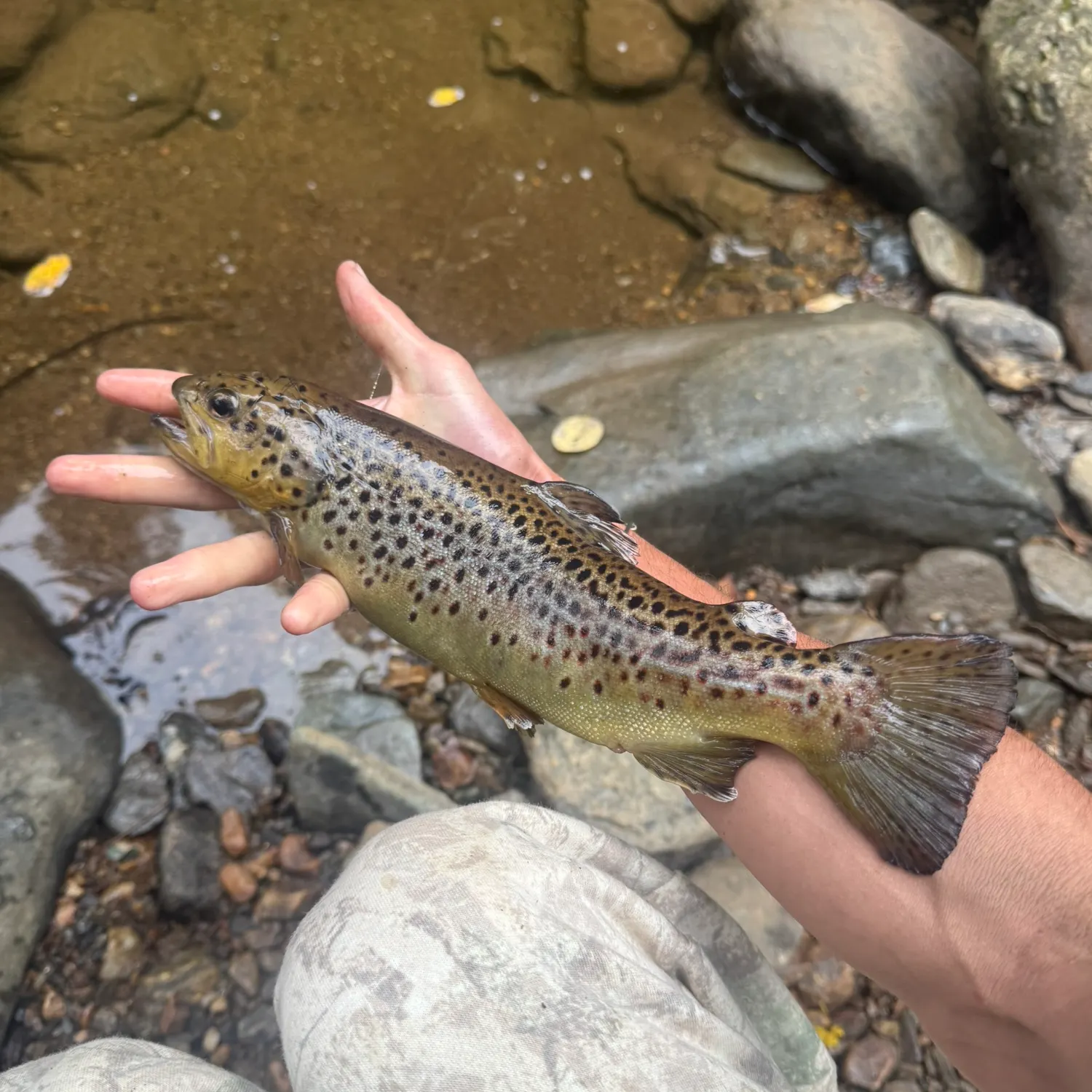 Brown trout caught on Fishbrain