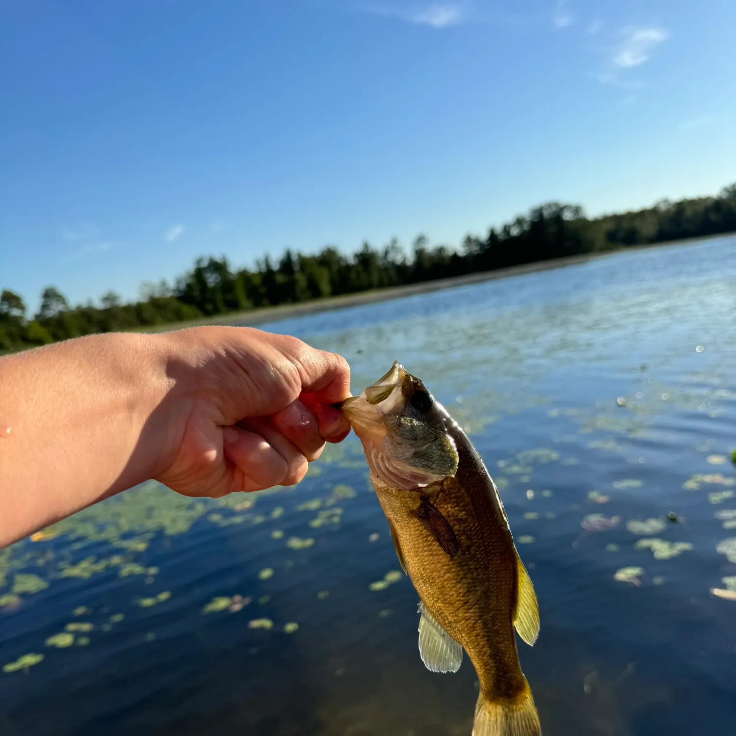 angler catch