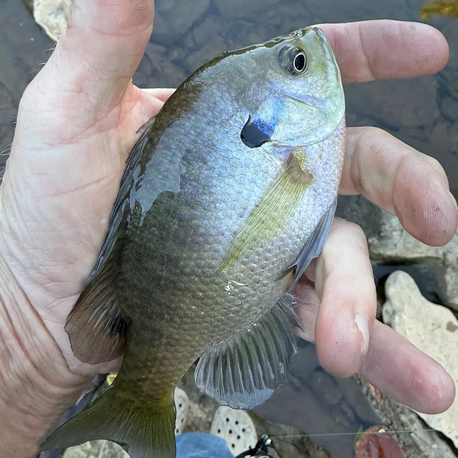Bluegill caught on Fishbrain