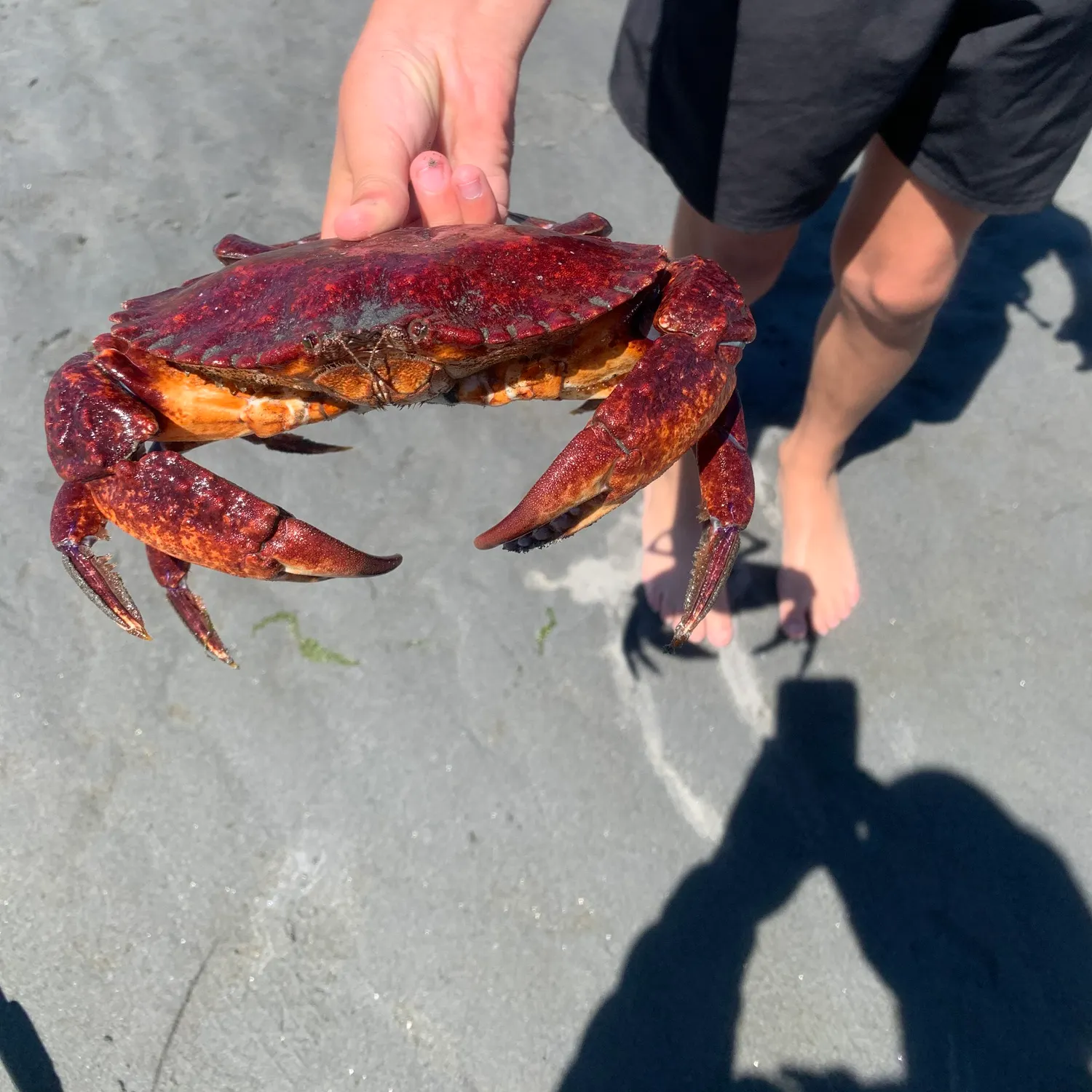 The most recent Red rock crab catches on Fishbrain
