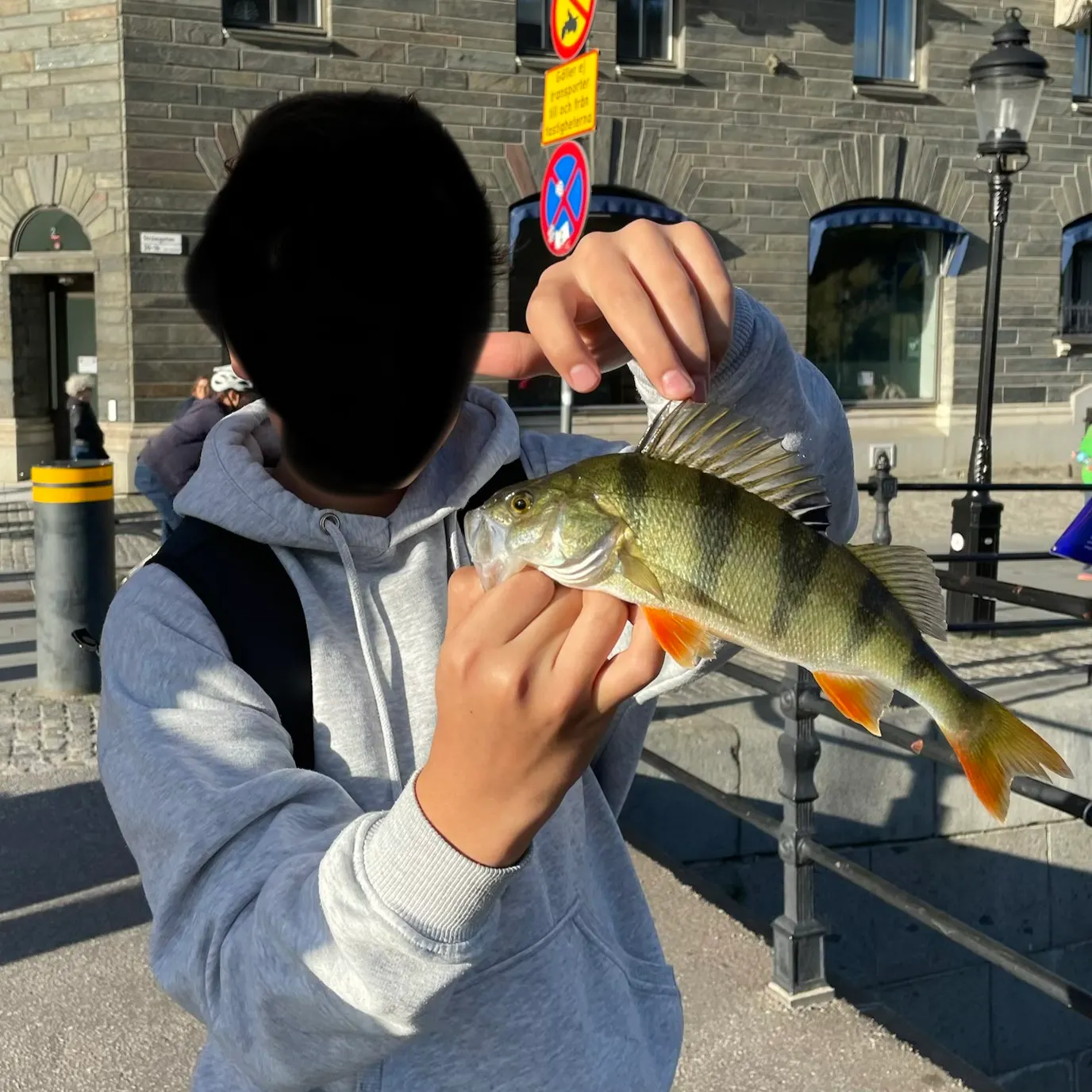 European perch caught on Fishbrain