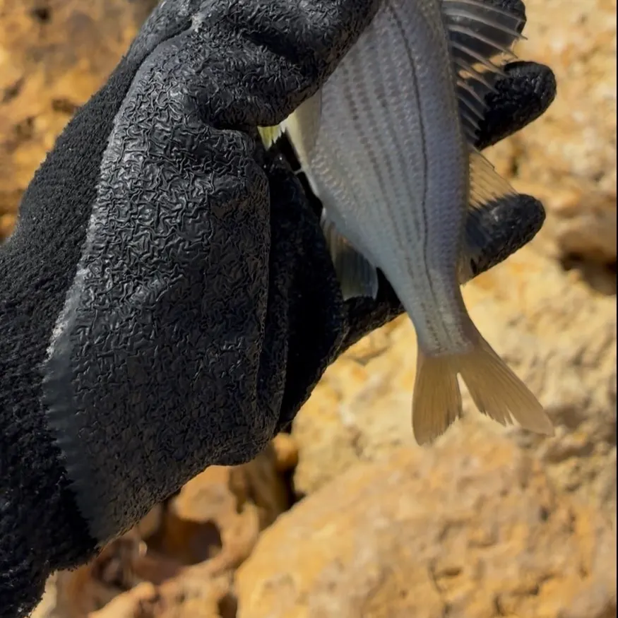 The most recent Tomtate grunt catches on Fishbrain