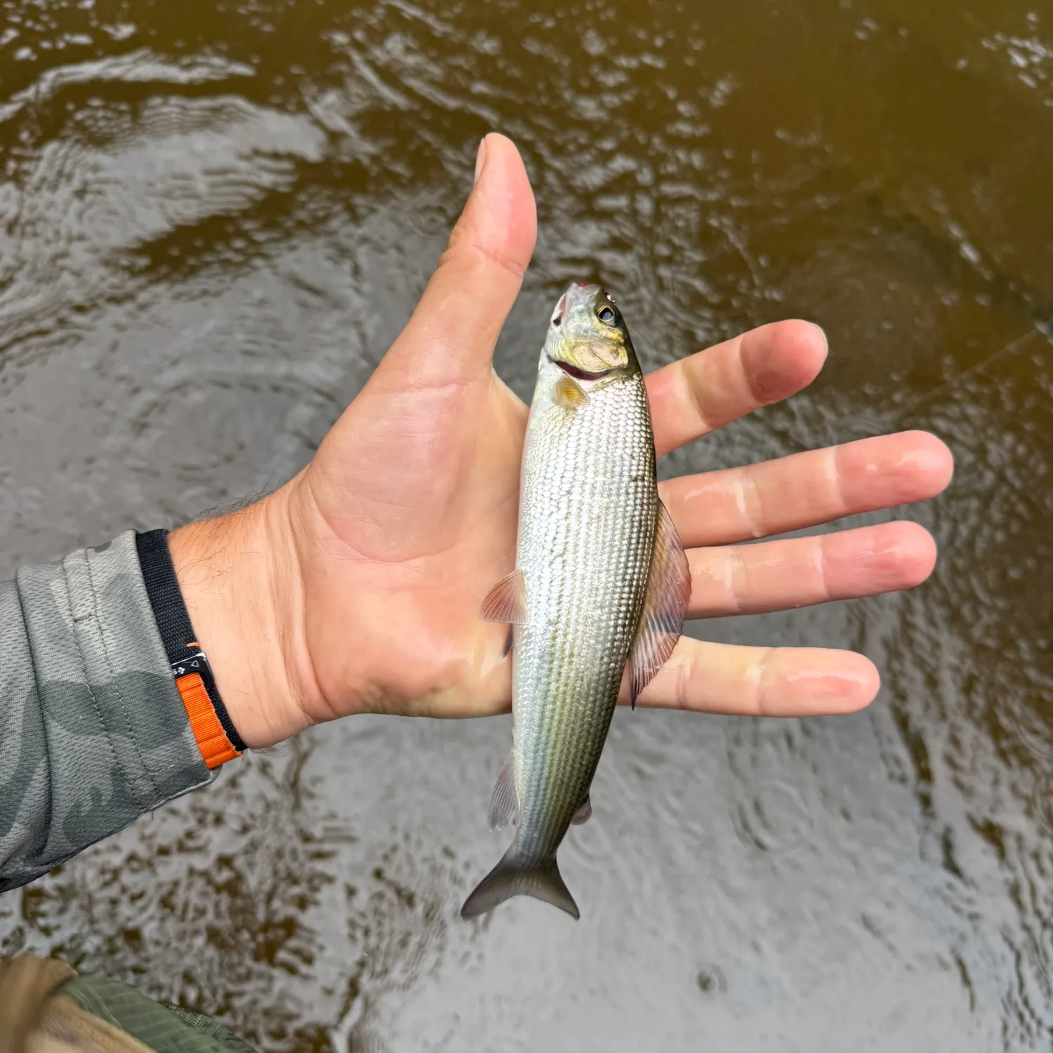 The most recent European grayling catches on Fishbrain