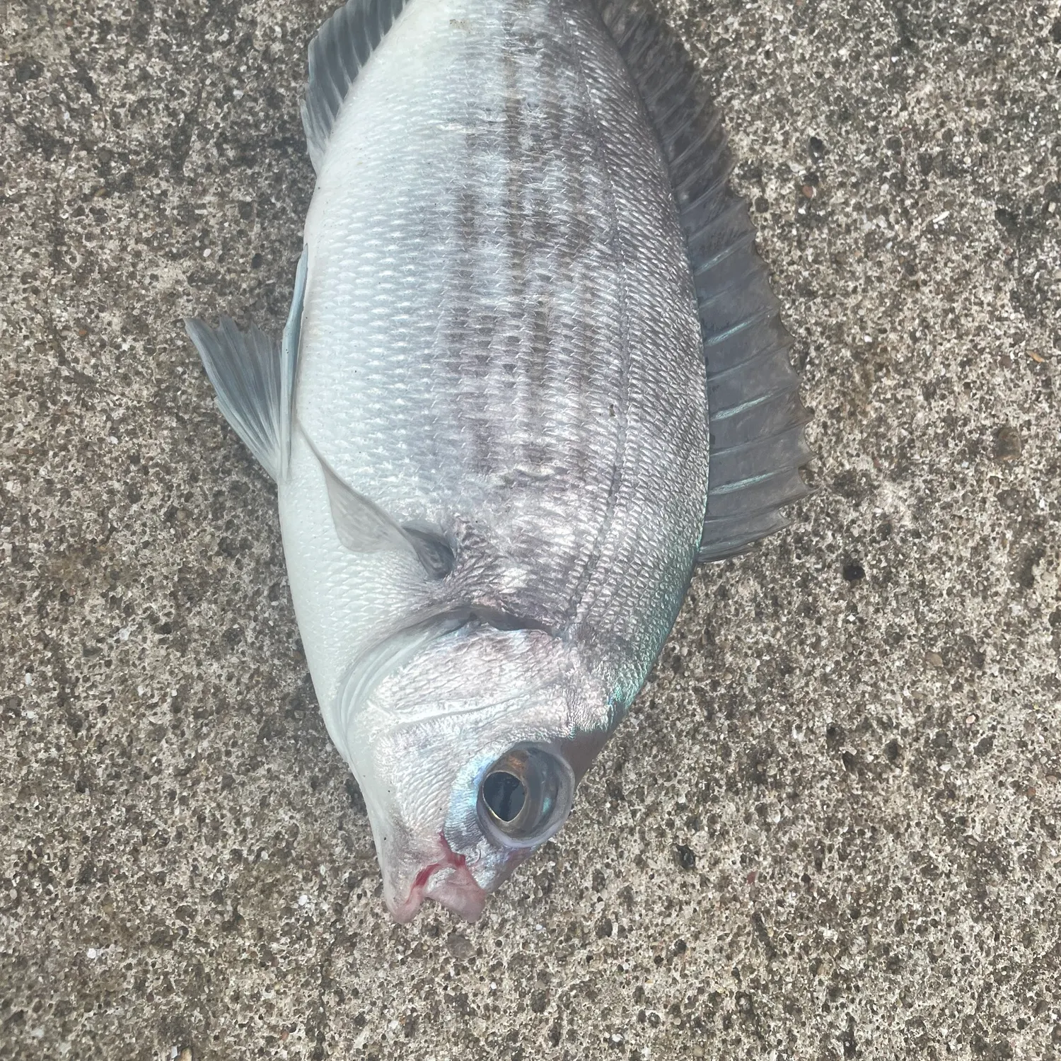 The most recent Black seabream catches on Fishbrain
