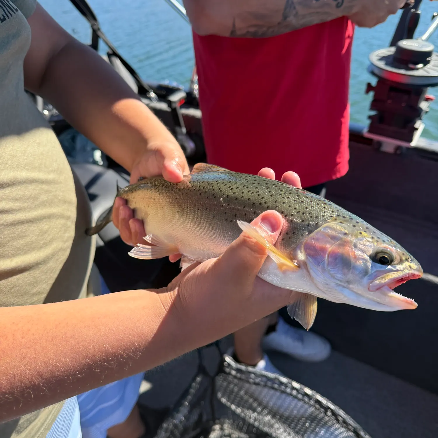 Rainbow trout caught on Fishbrain