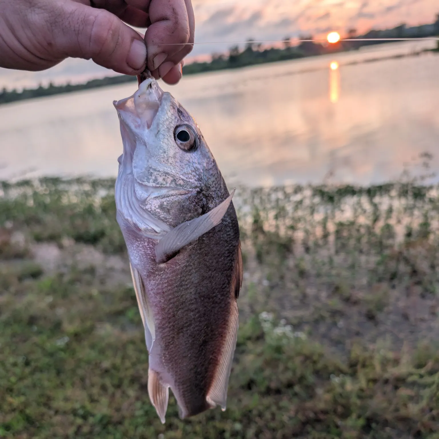 Freshwater drum caught on Fishbrain